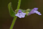 Small skullcap